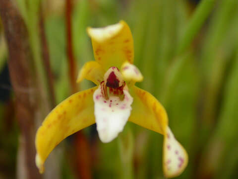 Image of Tiger orchids