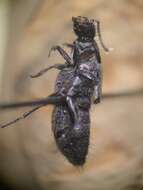 Image of Beetle