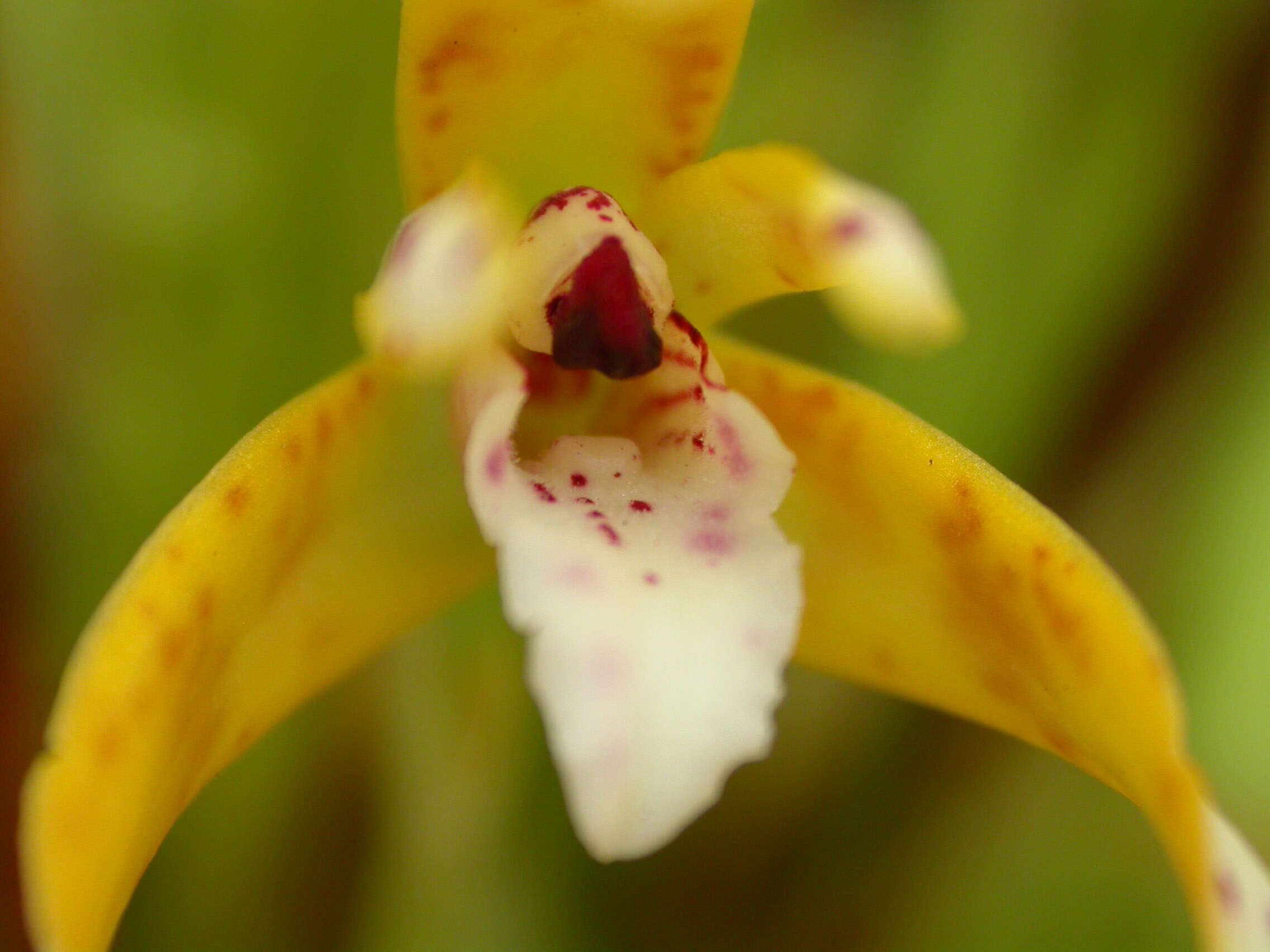 Image of Maxillaria picta Hook.