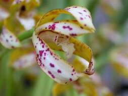 Image of Maxillaria picta Hook.