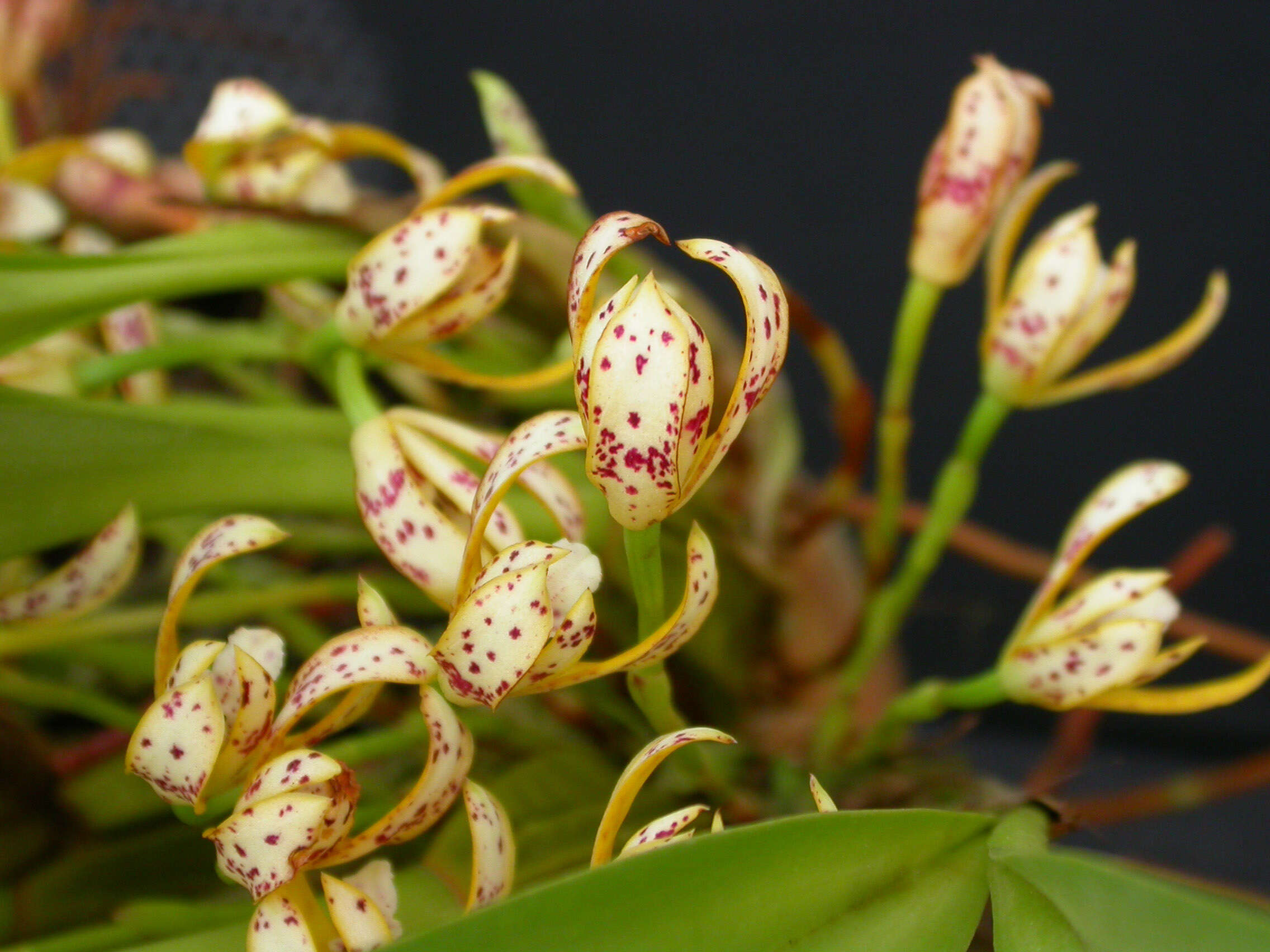 Image of Maxillaria picta Hook.