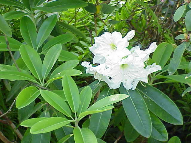 Imagem de Rhododendron fortunei T. Moore ex Lindl.