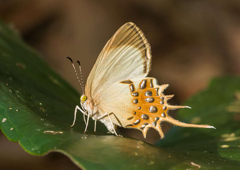 Image of Helicopis cupido Linnaeus 1758