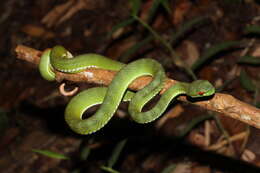 Image of Trimeresurus rubeus (Malhotra, Thorpe, Mrinalini & Stuart 2011)