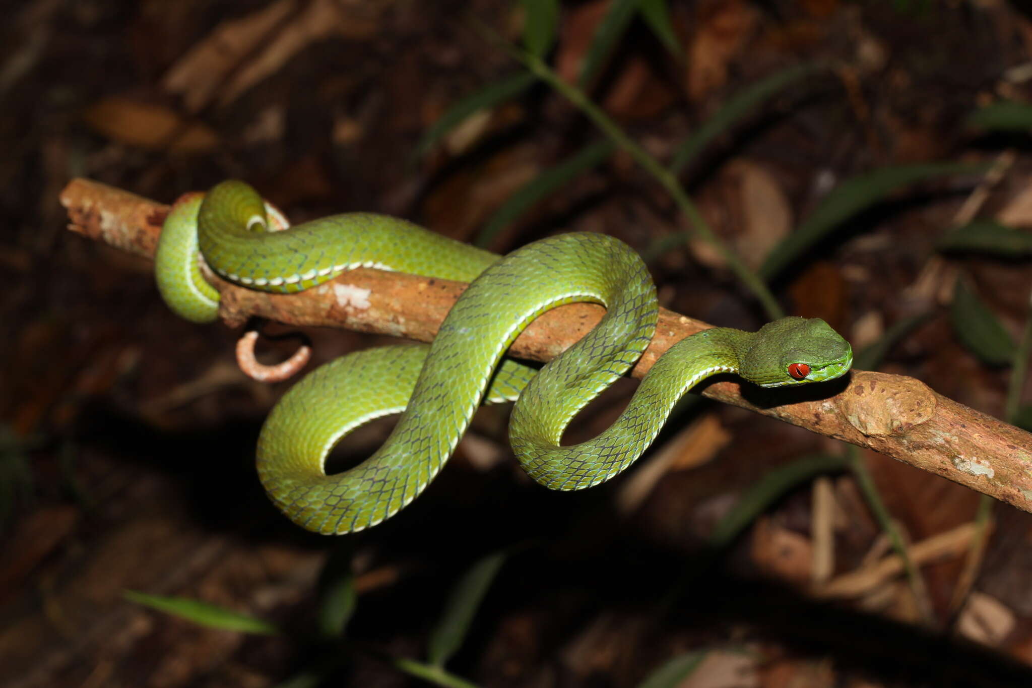 Image of Trimeresurus rubeus (Malhotra, Thorpe, Mrinalini & Stuart 2011)