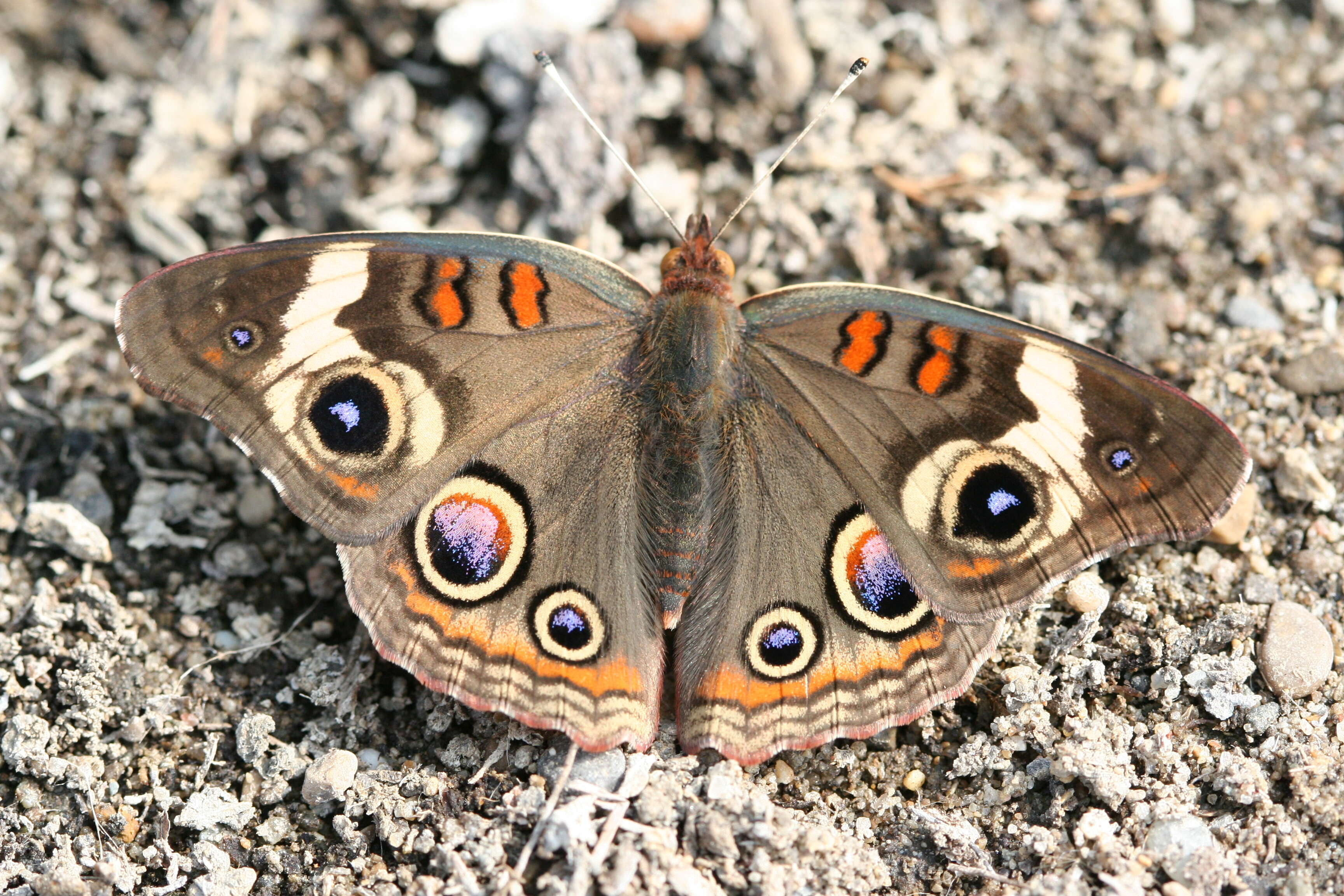 Image of Common buckeye