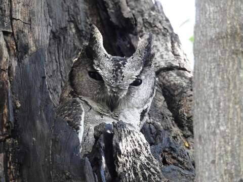 Image of Indian Scops Owl