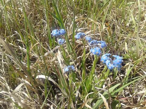 Image of Myosotis alpestris subsp. alpestris