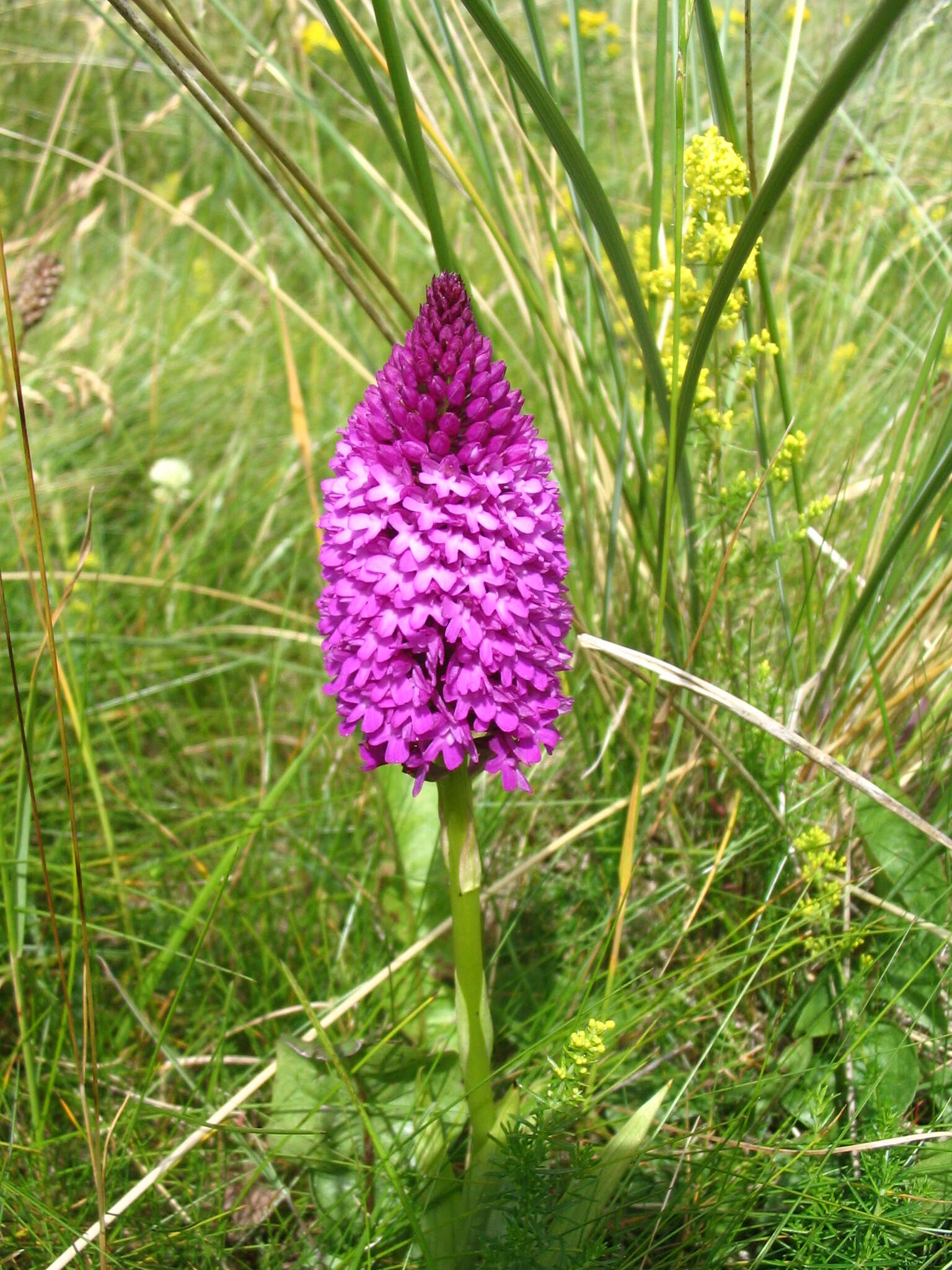 Image of Pyramidal orchid