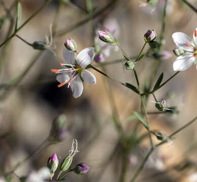 Image of Coast Range dwarf-flax