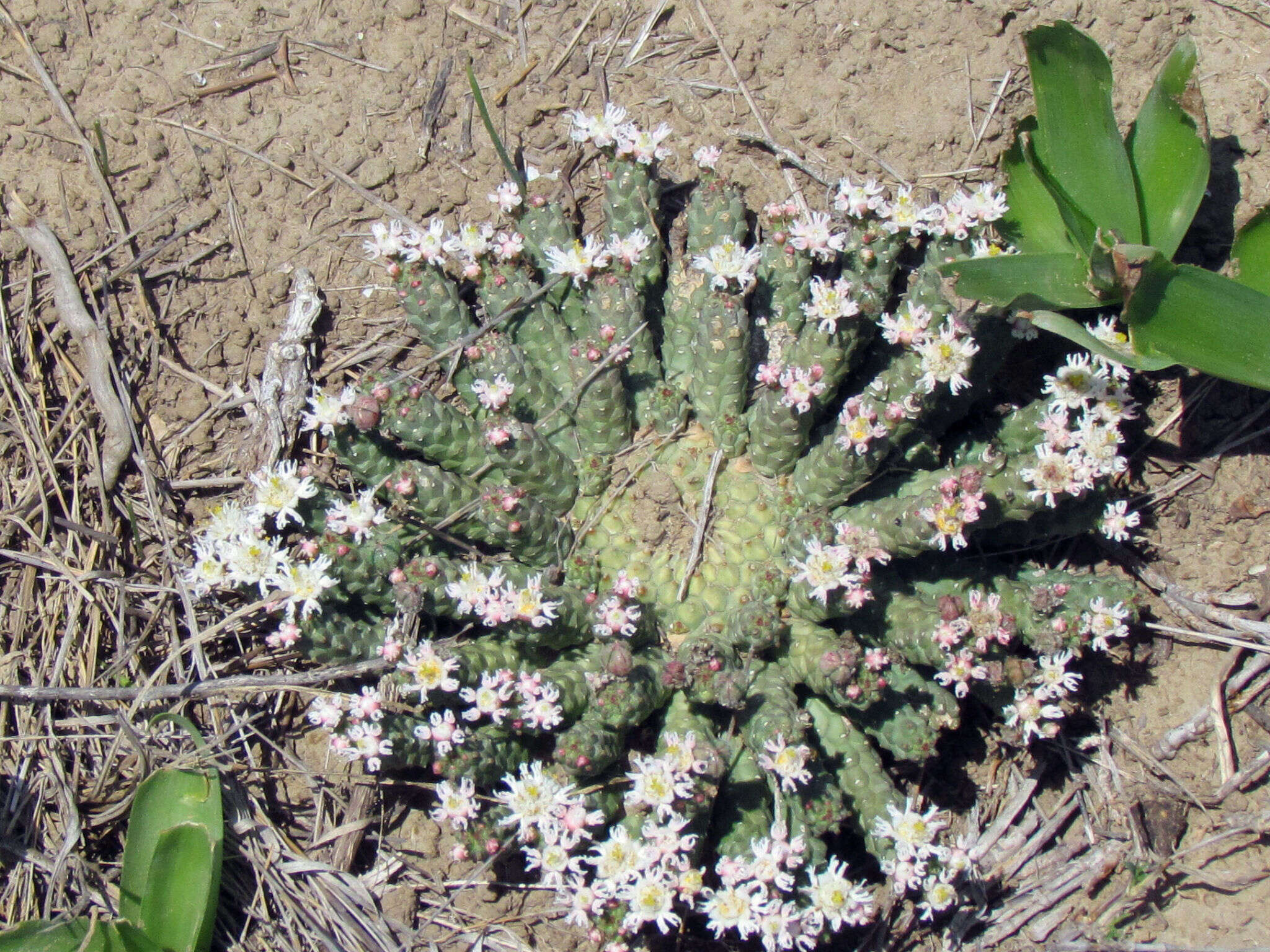 Image of Euphorbia inermis Mill.