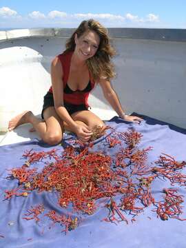 Image of Red coral