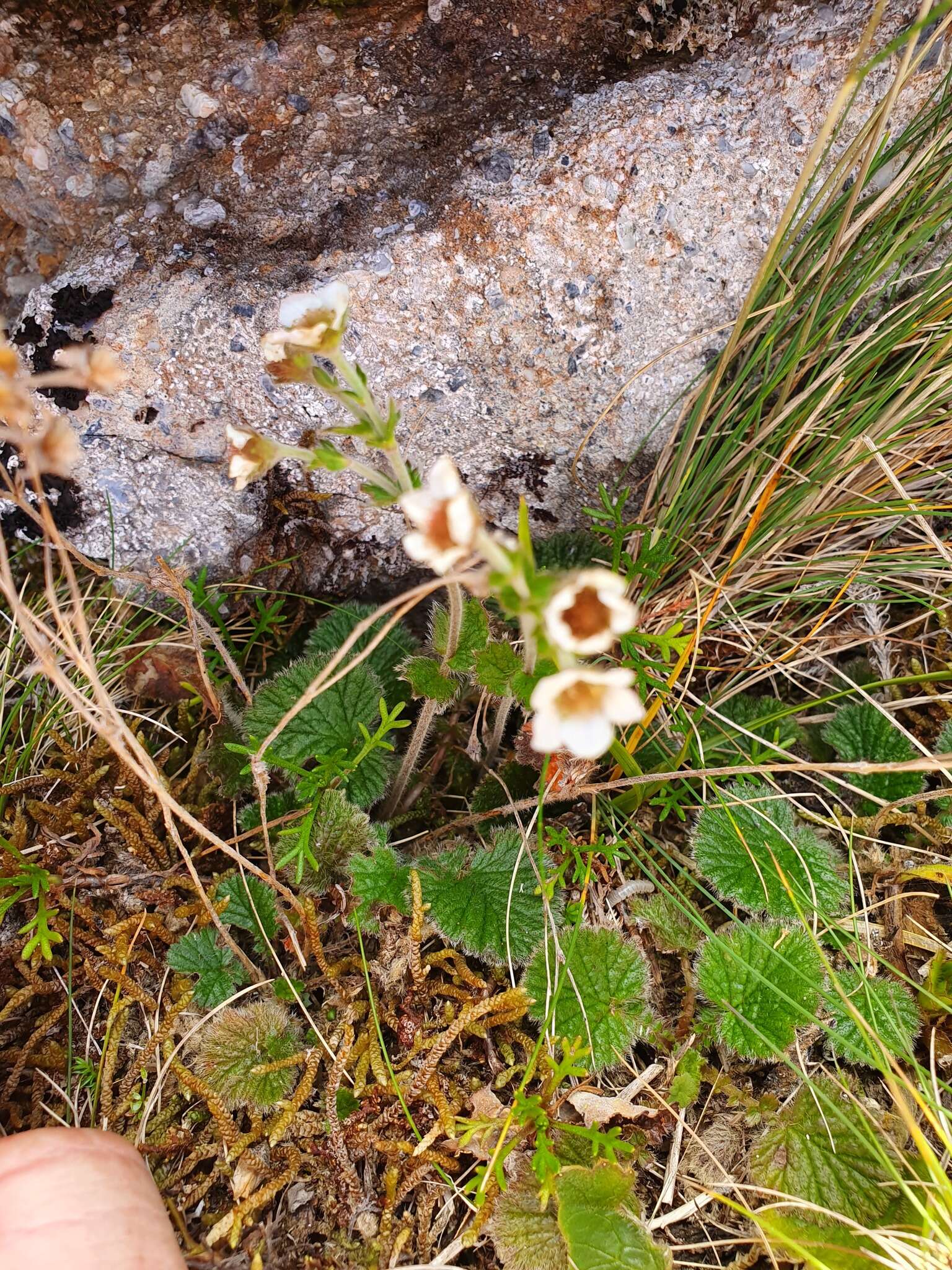 Image of Geum cockaynei (F. Bolle) B. P. J. Molloy & C. J. Webb