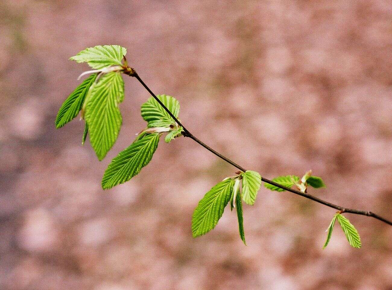 Image of European hornbeam