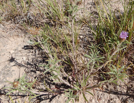 Image of Texas Townsend daisy