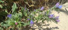 Image of Echium gaditanum Boiss.