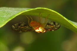 Image of West Indian fruit-fly