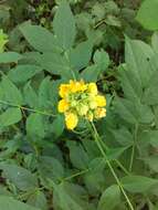 Senna hirsuta var. glaberrima (M. E. Jones) H. S. Irwin & Barneby resmi