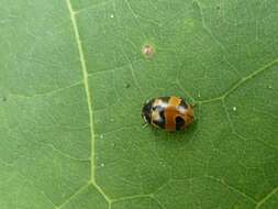 Image of Coccinella hieroglyphica kirbyi Crotch 1874