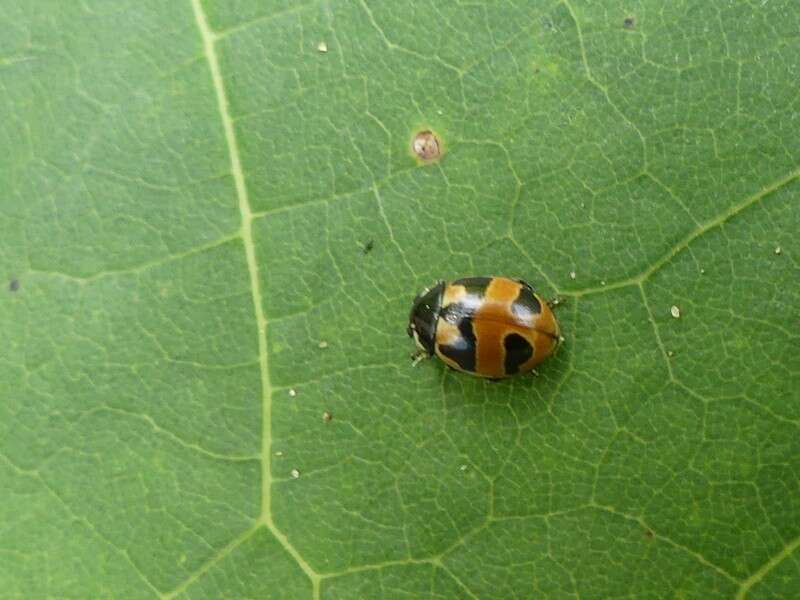 Image of Coccinella hieroglyphica kirbyi Crotch 1874