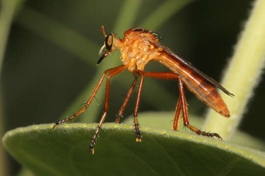 Imagem de Diogmites neoternatus (Bromley 1931)