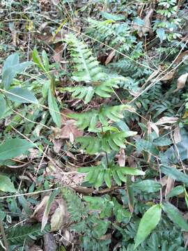 Sivun Pteris semipinnata L. kuva