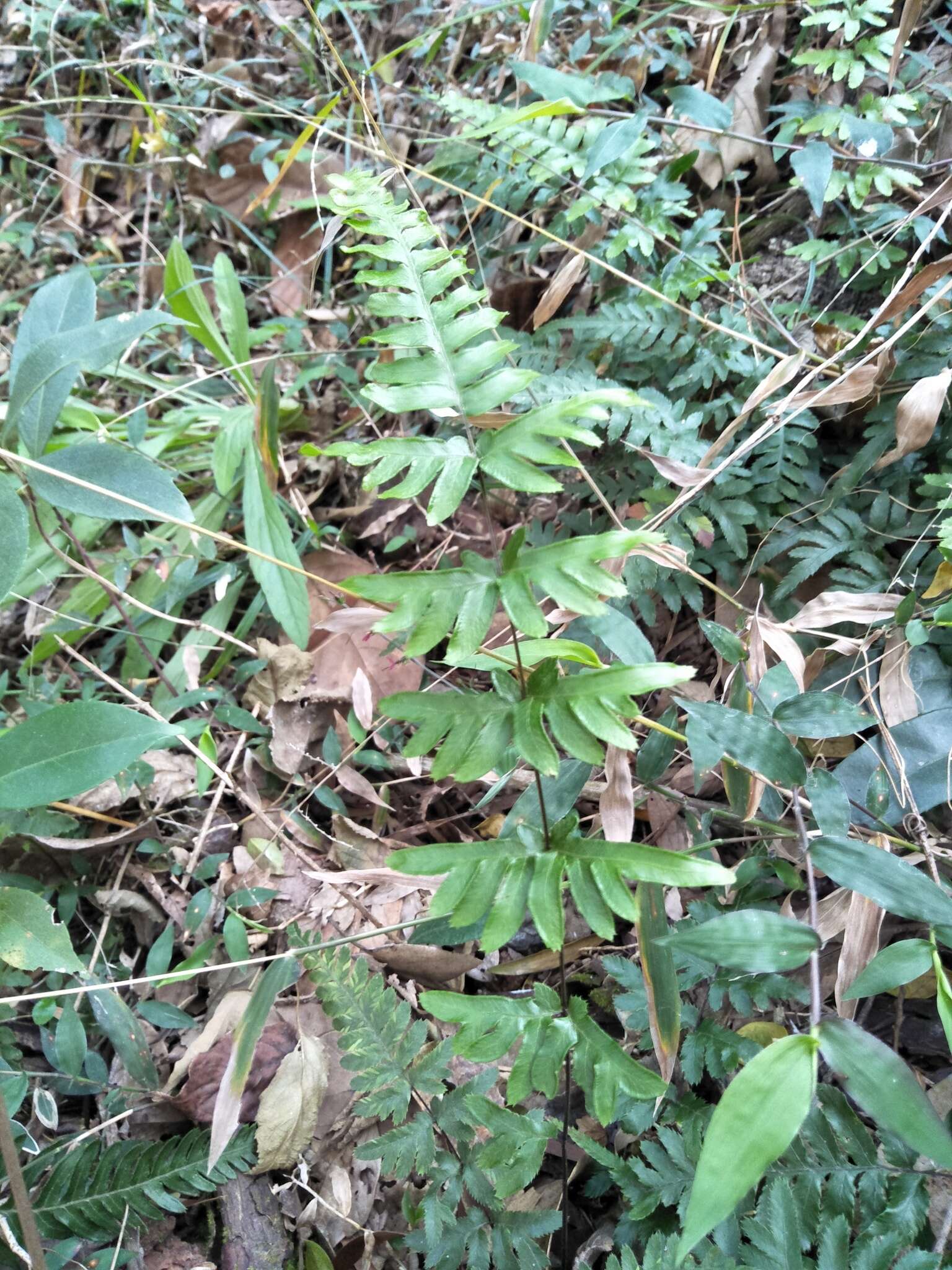 Sivun Pteris semipinnata L. kuva