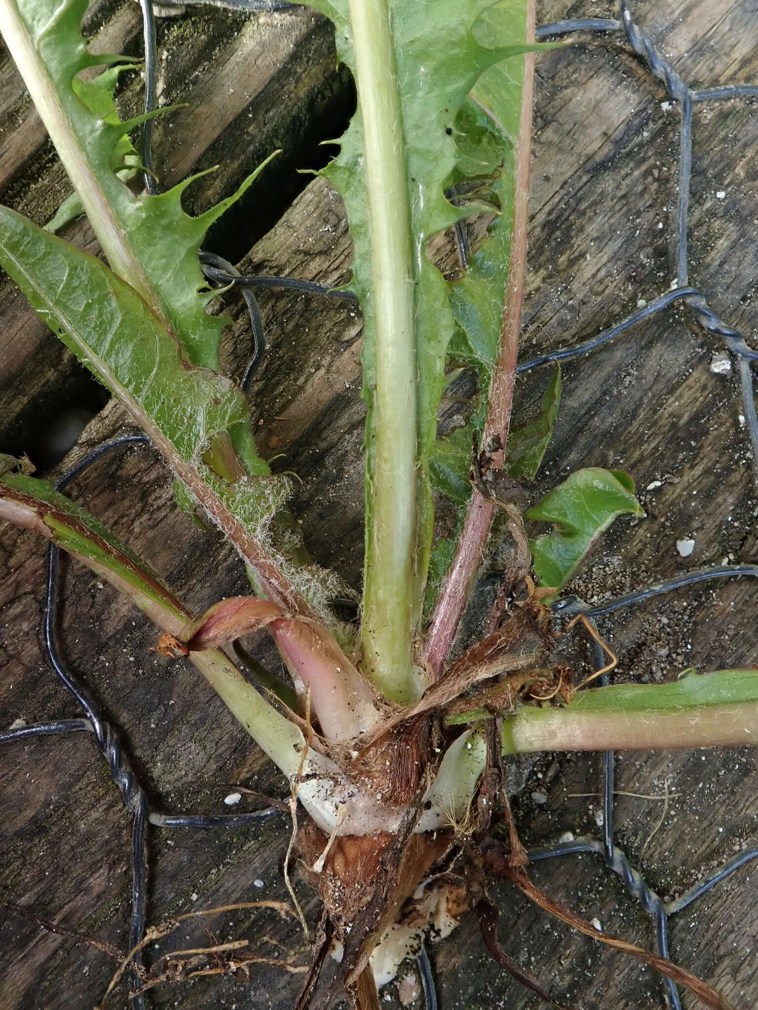 Слика од Taraxacum pseudohamatum Dahlst.