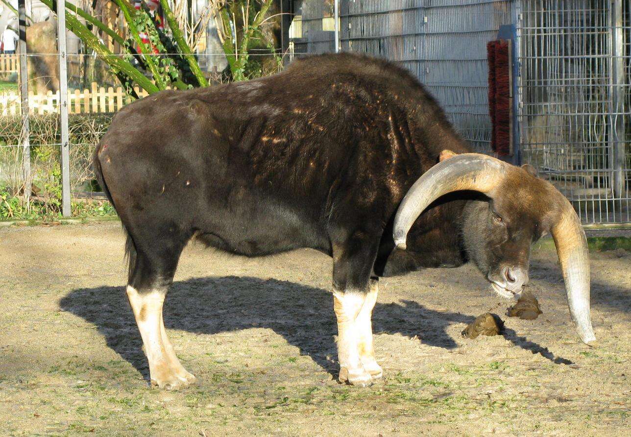 Image of Gaur