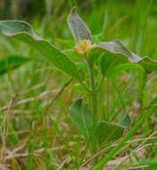 Image of oval-leaf milkweed