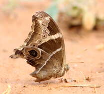 Image of Bamboo Tree Brown