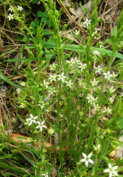 Слика од Thesium rostratum Mert. & Koch