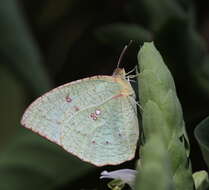 Image of Catopsilia pyranthe (Linnaeus 1758)