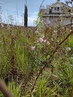 صورة Agalinis genistifolia (Cham. & Schltdl.) W. G. D' Arcy