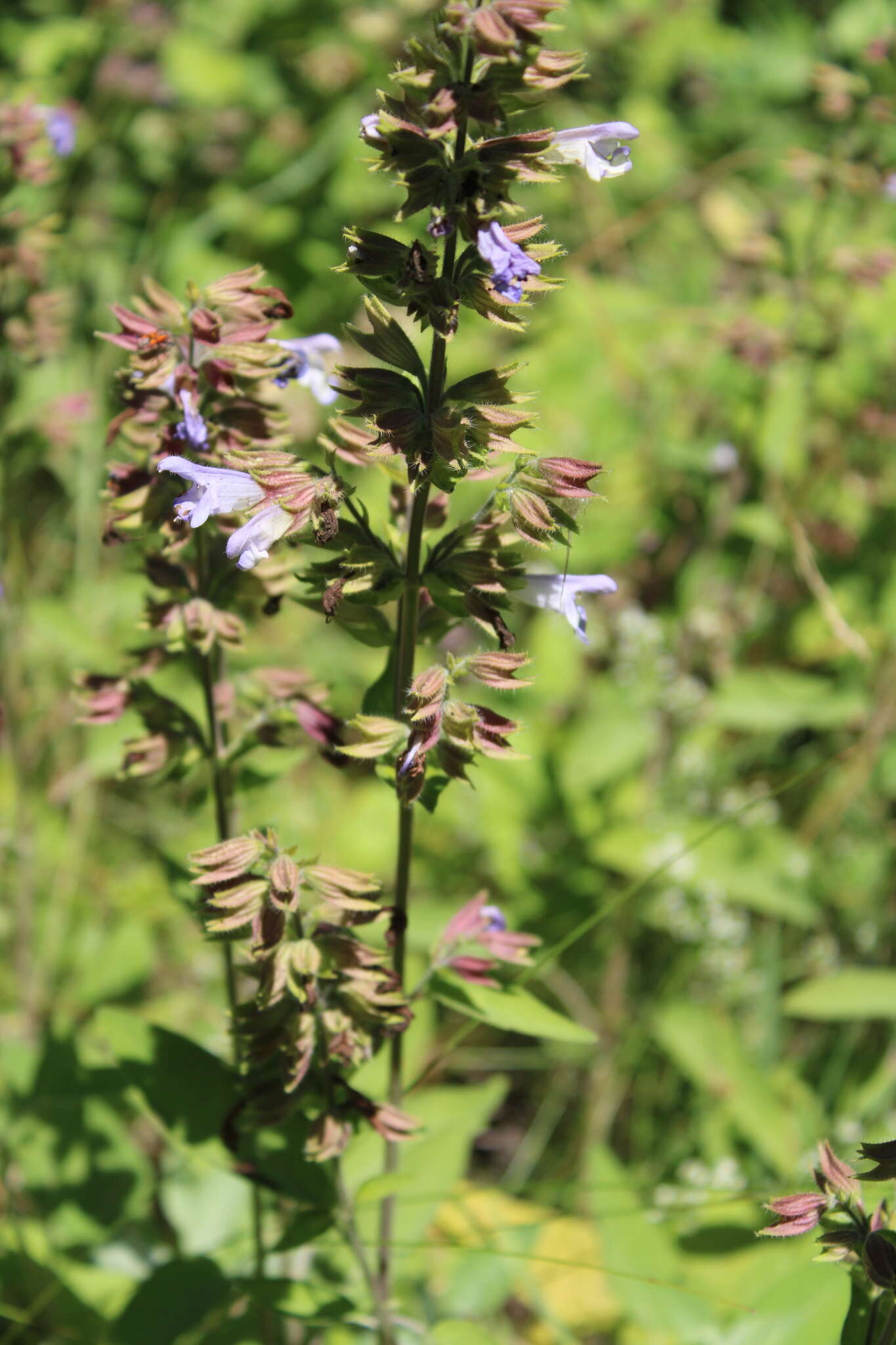 Imagem de Salvia tomentosa Mill.