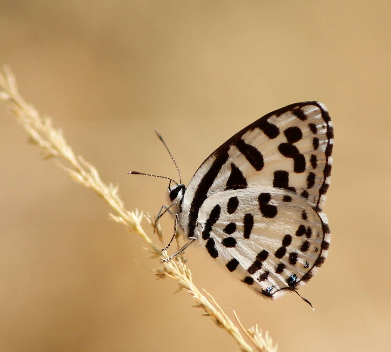 Image of Common Pierrot