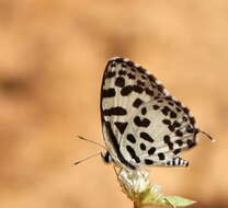 Image of Common Pierrot