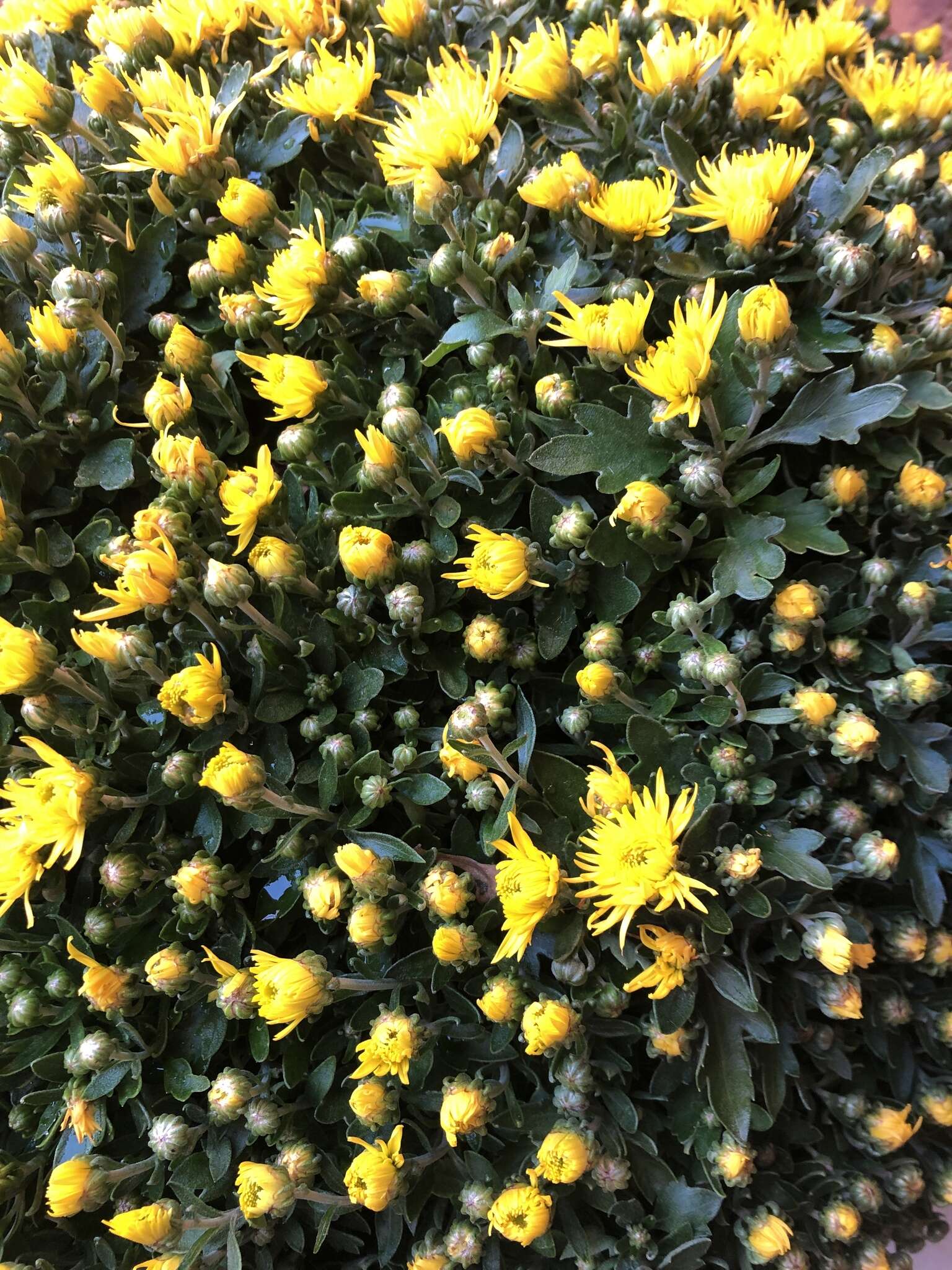 Sivun Chrysanthemum morifolium Ramat. kuva