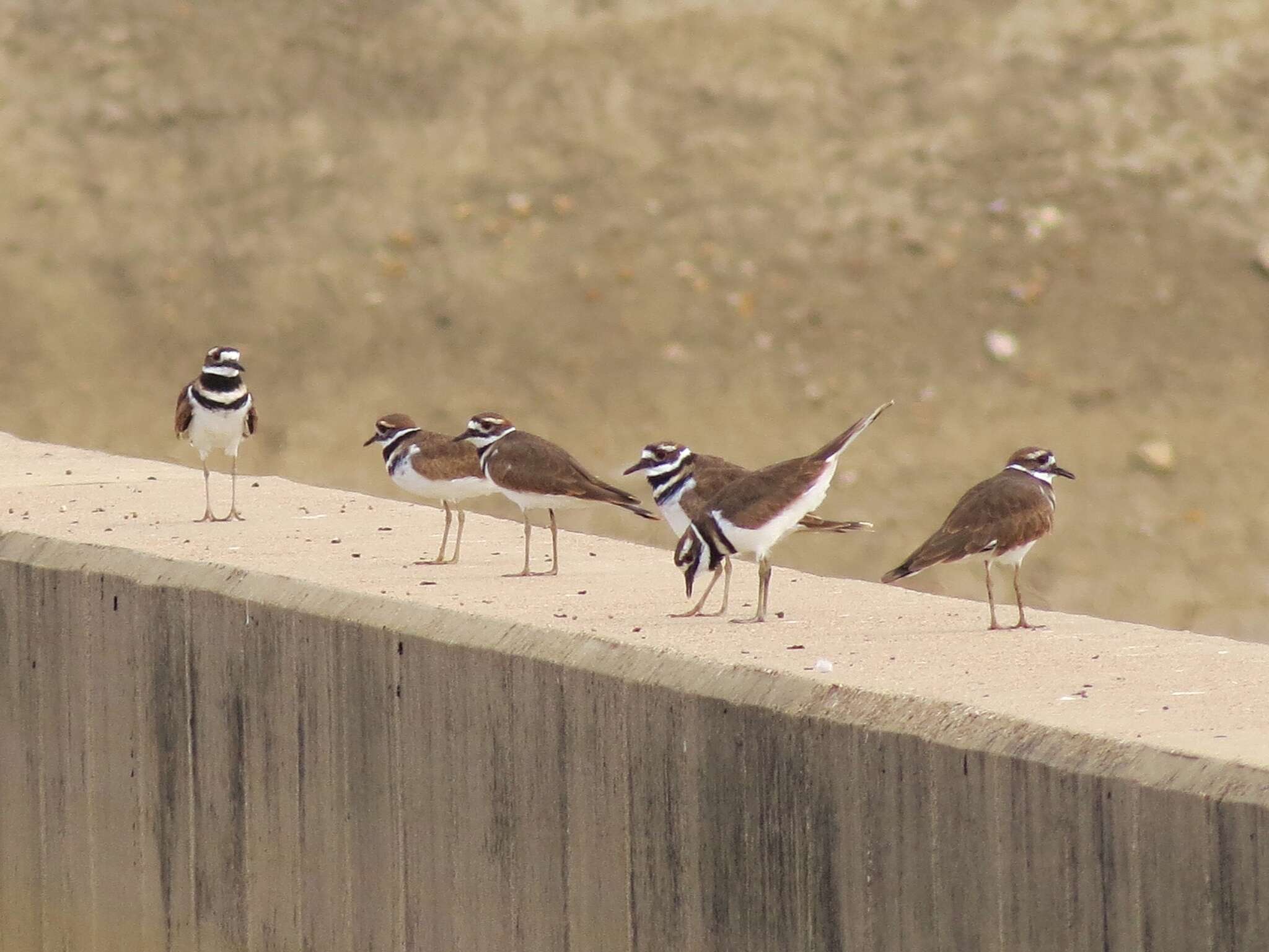 Image of Killdeer