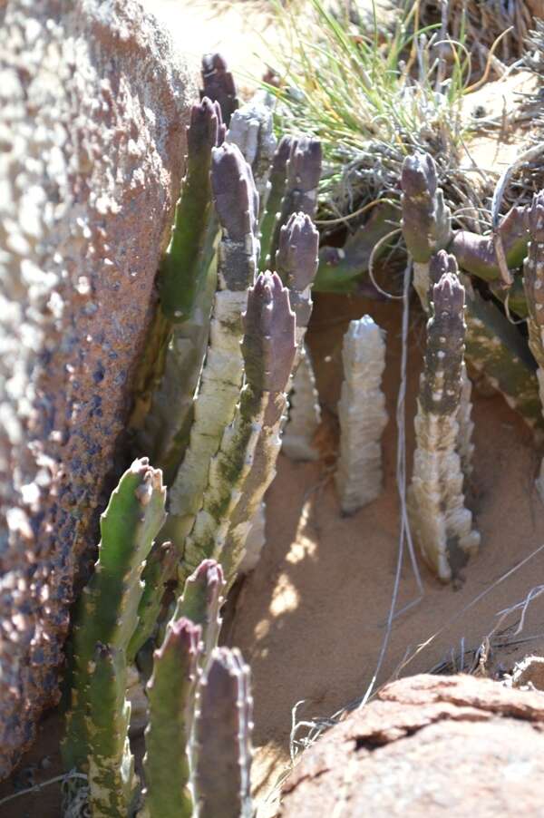 Image de Ceropegia pulvinata var. gariepensis (Pillans) Bruyns