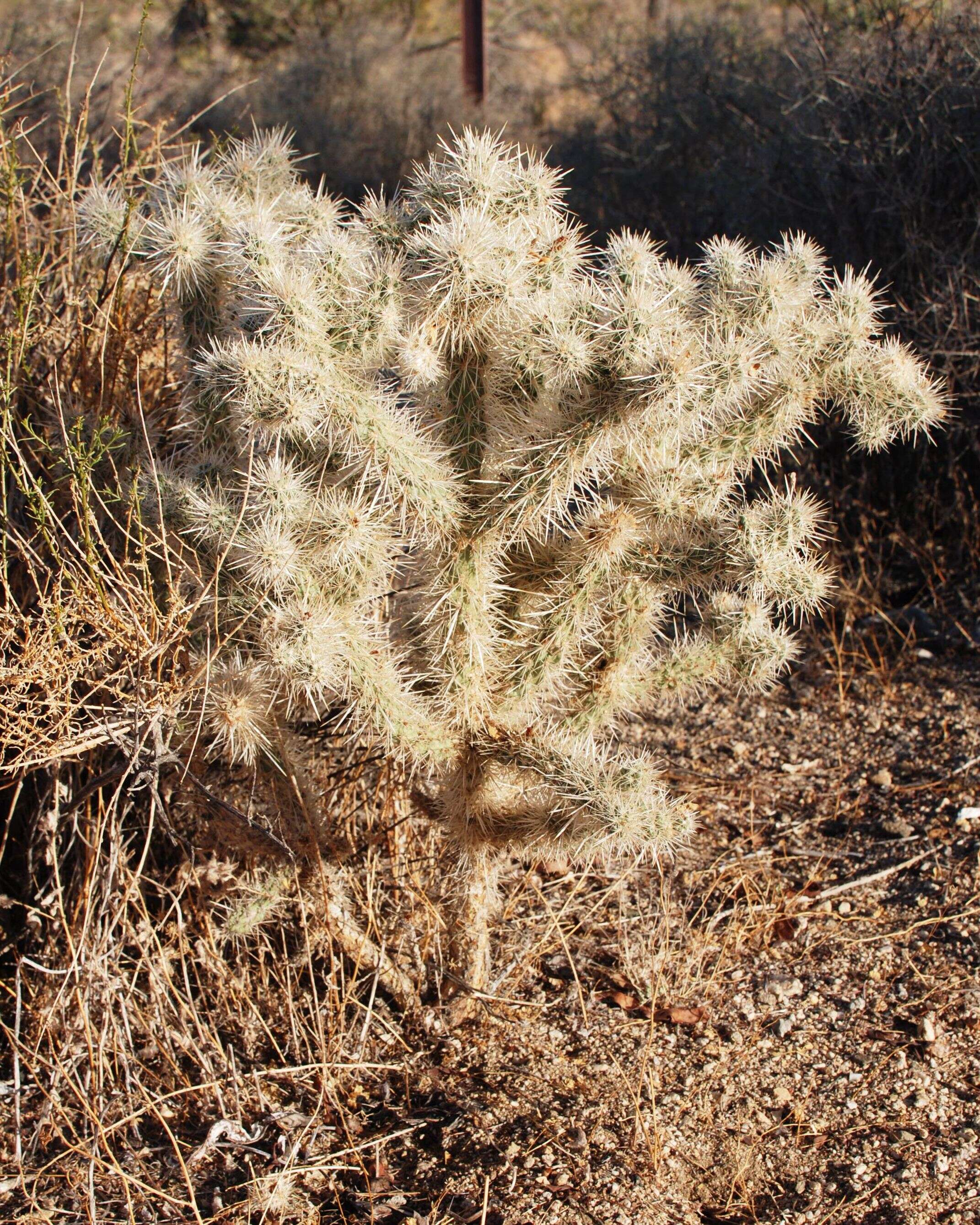 Image de Cylindropuntia bigelovii (Engelm.) F. M. Knuth