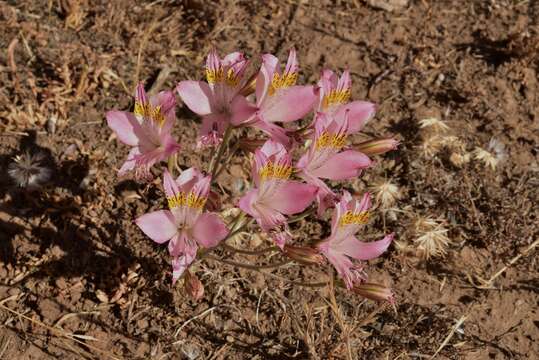 Image of Alstroemeria angustifolia subsp. velutina Ehr. Bayer