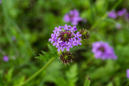 Image of Glandularia lilloana (Moldenke) Botta