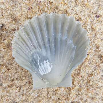 صورة Pecten fumatus Reeve 1852