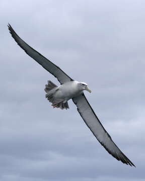 Image of Shy Albatross