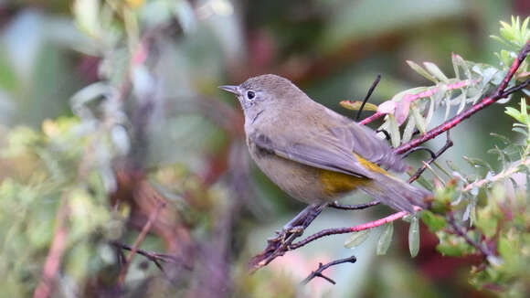 Image of Colima Warbler