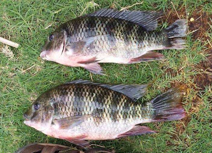 Image of Redbreast tilapia