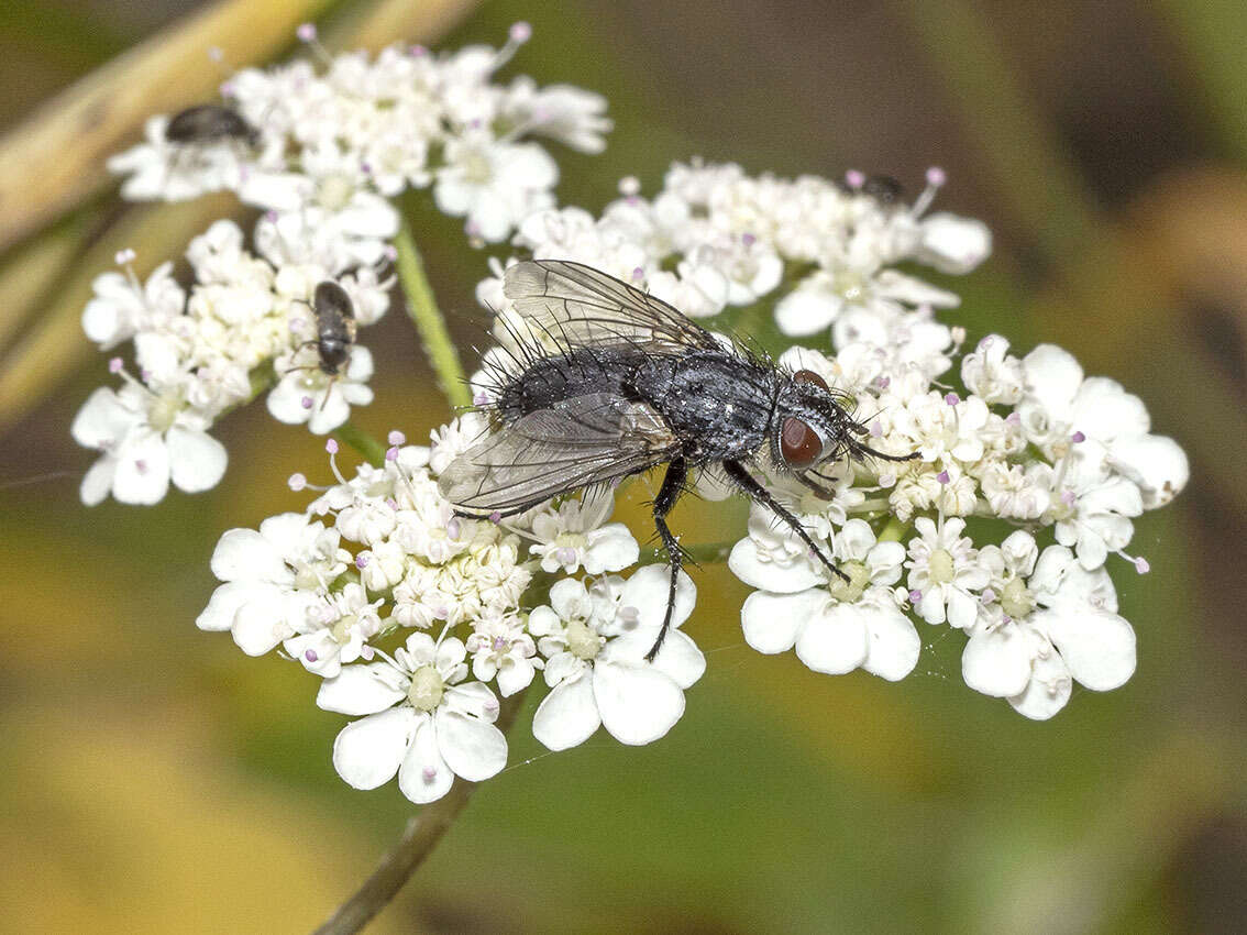 Image of Hypovoria hilaris Villeneuve 1912