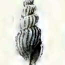 Image of Inodrillia prolongata (E. A. Smith 1890)
