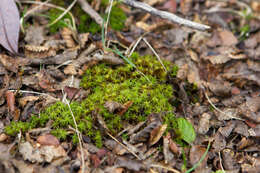 Image of Syntrichia robusta Zander 1993